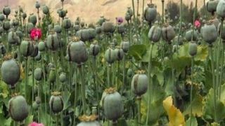 لزوم بازگشت ایران به کشت قانونی خشخاش برای تأمین مواد اولیه دارویی لزوم بازگشت ایران به کشت قانونی خشخاش برای تأمین مواد اولیه دارویی