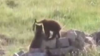 تصاویری از بازیگوشی دو توله خرس قهوهای در مازندران تصاویری از بازیگوشی دو توله خرس قهوهای در مازندران