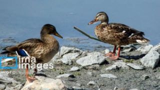 تالابهای "درگه و سولدوز" تالابهای "درگه و سولدوز"