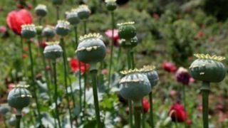 جزئیات تازه درباره کشت قانونی خشخاش در ایران جزئیات تازه درباره کشت قانونی خشخاش در ایران