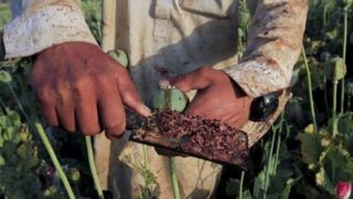 تضمین دولت درباره «کِشت بدون نَشت خشخاش» چیست؟ تضمین دولت درباره «کِشت بدون نَشت خشخاش» چیست؟