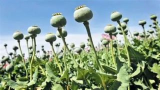 شایعه آزاد شدن کشت خشخاش صحت ندارد شایعه آزاد شدن کشت خشخاش صحت ندارد