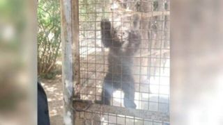 پایان باز ماجرای توله خرس پردیسان/ مرکز نگهداری حیوانات استاندارد نیست پایان باز ماجرای توله خرس پردیسان/ مرکز نگهداری حیوانات استاندارد نیست