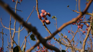باغ پسته بینالود نیشابور باغ پسته بینالود نیشابور