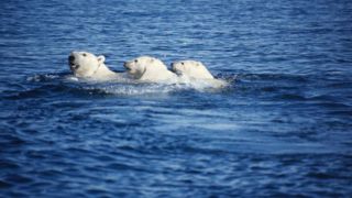 شنای خرس سفید با تولههایش شنای خرس سفید با تولههایش