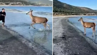 رفتار بامزه گوزن کمیاب با گردشگران در ساحل دریاچه رفتار بامزه گوزن کمیاب با گردشگران در ساحل دریاچه