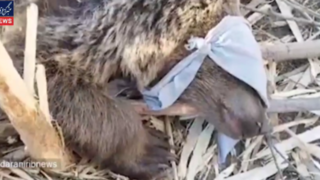 نجات خرس قهوهای از تله نجات خرس قهوهای از تله