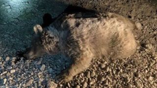 تصادف خرس با پراید در کرمانشاه | وضعیت خودرو و حیوان بعد از تصادف تصادف خرس با پراید در کرمانشاه | وضعیت خودرو و حیوان بعد از تصادف