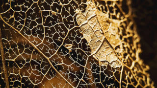 ۲۷ عکس برنده در چهاردهمین دوره جوایز سالانه عکاسی موبایل ۲۷ عکس برنده در چهاردهمین دوره جوایز سالانه عکاسی موبایل