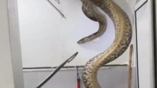 تصاویری از یک مار غولپیکر در سقف حمام تصاویری از یک مار غولپیکر در سقف حمام