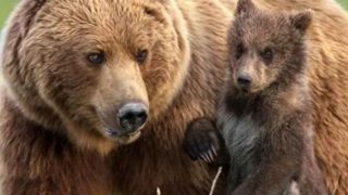 خرس های سارق ! خرس های سارق !