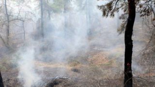 آتشافروز جنگلهای هیرکانی دستگیر شد آتشافروز جنگلهای هیرکانی دستگیر شد