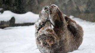 عشق و حال یک خرس در برف شیکاگو عشق و حال یک خرس در برف شیکاگو