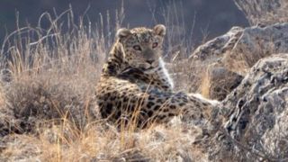 تصاویر دیدنی از شکار پلنگ مازندران توسط همیار طبیعت! تصاویر دیدنی از شکار پلنگ مازندران توسط همیار طبیعت!