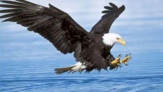 عقاب سرسفید در پسزمینه بازی گلف یک غاز را شکار کرد عقاب سرسفید در پسزمینه بازی گلف یک غاز را شکار کرد