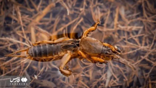 زنگ خطر برای تالاب بیشهدالان زنگ خطر برای تالاب بیشهدالان