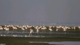 جان دوباره تالاب مهارلو جان دوباره تالاب مهارلو