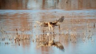 جادوی دلیجه هنگام شکار جادوی دلیجه هنگام شکار