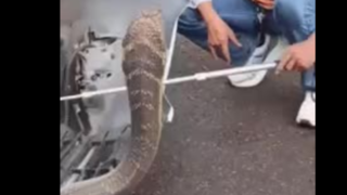 بیرون کشیدن مار سه متری از داخل موتور خودرو در تایلند بیرون کشیدن مار سه متری از داخل موتور خودرو در تایلند