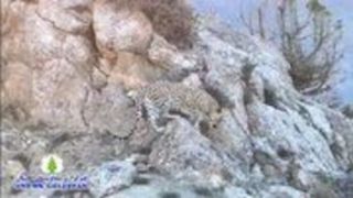ثبت تصویر پلنگ ایرانی در پارک ملی گلستان ثبت تصویر پلنگ ایرانی در پارک ملی گلستان