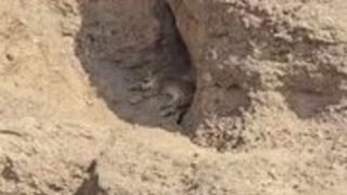 مشاهده و ثبت تصویر یک قلاده پلنگ در ارتفاعات فیروزکوه مشاهده و ثبت تصویر یک قلاده پلنگ در ارتفاعات فیروزکوه