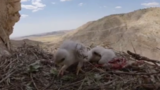 غذادادن عقاب به جوجه‌هایش در ارتفاعات زاگرس