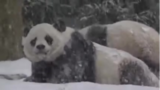 واکنش پانداها وقتی برای اولین بار برف میبینند واکنش پانداها وقتی برای اولین بار برف میبینند