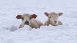 چهره مظلومانه گوسفندان گرفتار در برف یک متری! چهره مظلومانه گوسفندان گرفتار در برف یک متری!